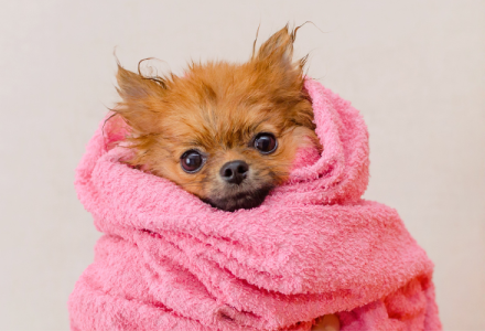 Bugalugs Dog Shampoo