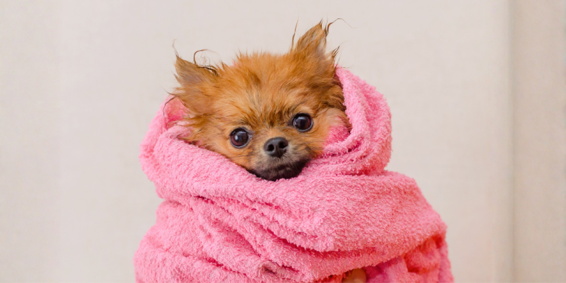 Bugalugs Dog Shampoo