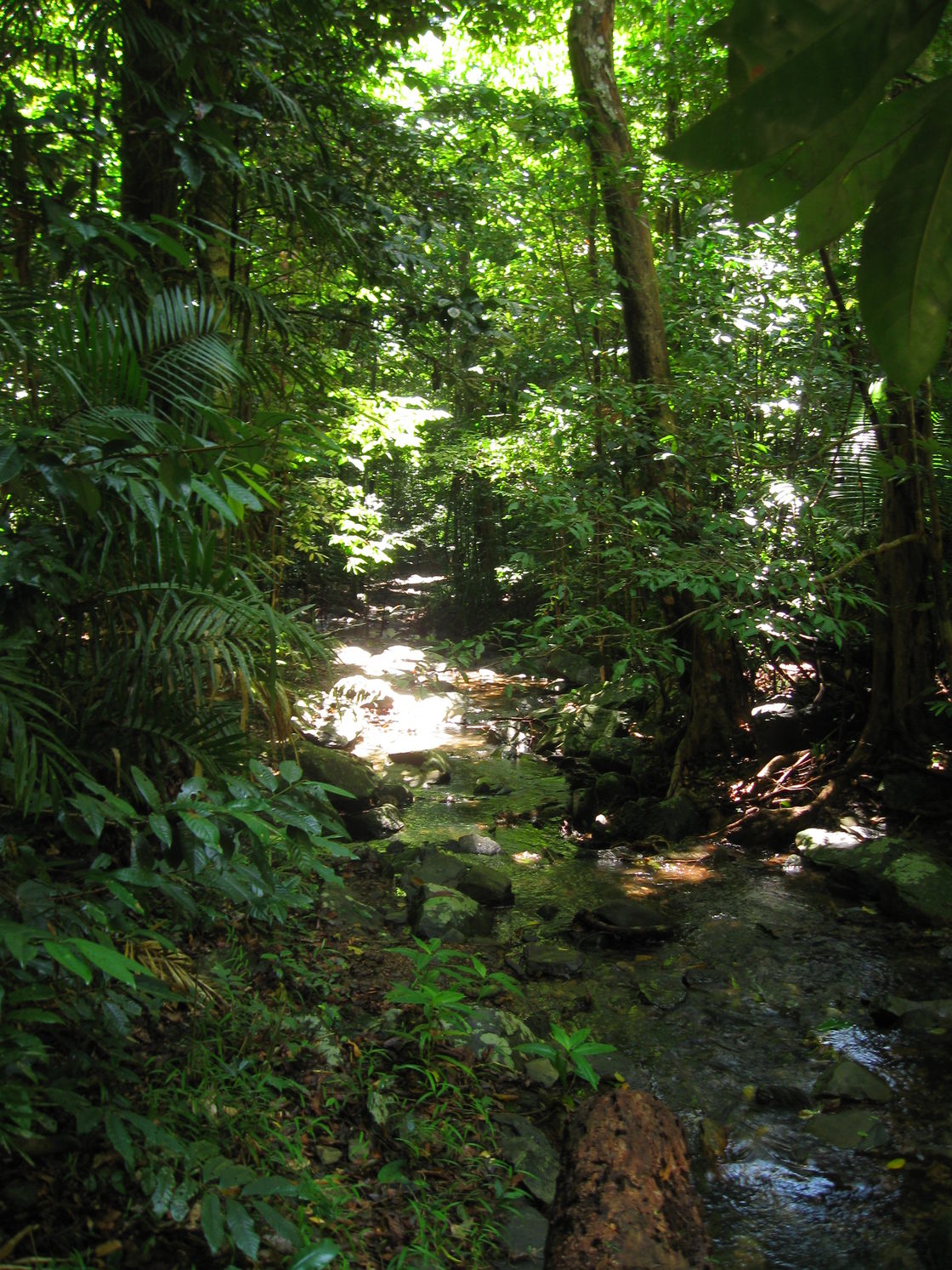 Daintree Rainforest 2